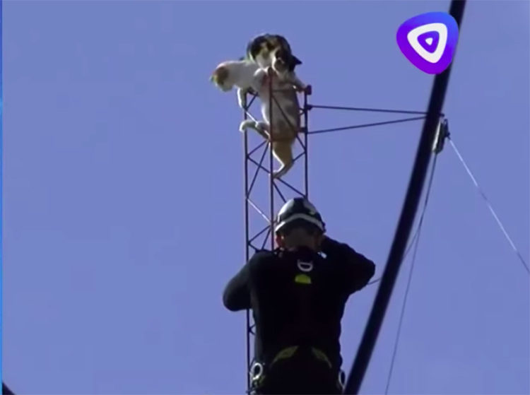 Bombero rescata gatos en Argentina