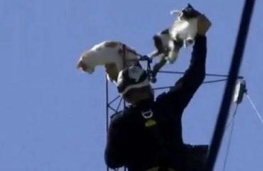 Bombero rescata gatos en Argentina