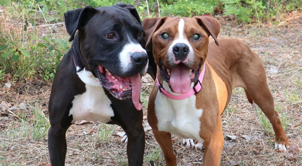 Buddy y Big Daddy