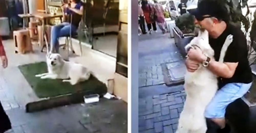 Perrito robado que vivía en la calle no puede creer que su familia finalmente lo haya encontrado Perrito robado que vivía en la calle no puede creer que su familia finalmente lo haya encontrado