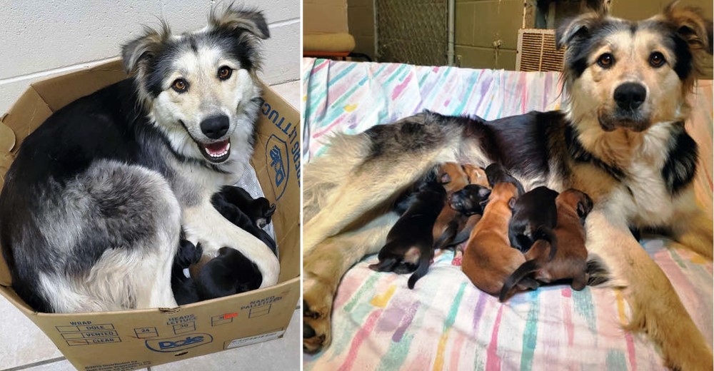 Fue hallada dentro de una caja cerrada en un vertedero con sus 9 cachorros de una semana