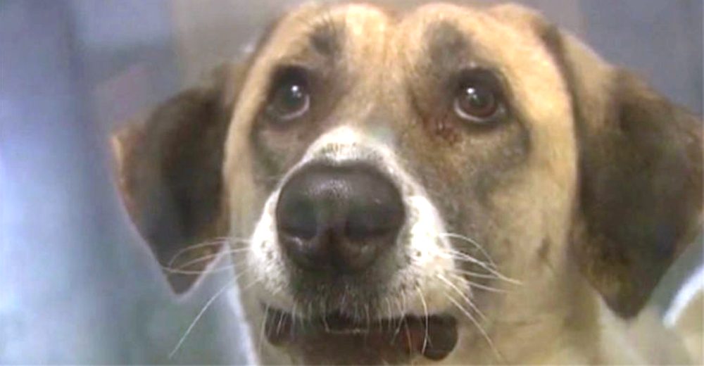 Perro abandonado camina más de 60 kilómetros dos veces para volver con su familia Perro abandonado camina más de 60 kilómetros dos veces para volver con su familia