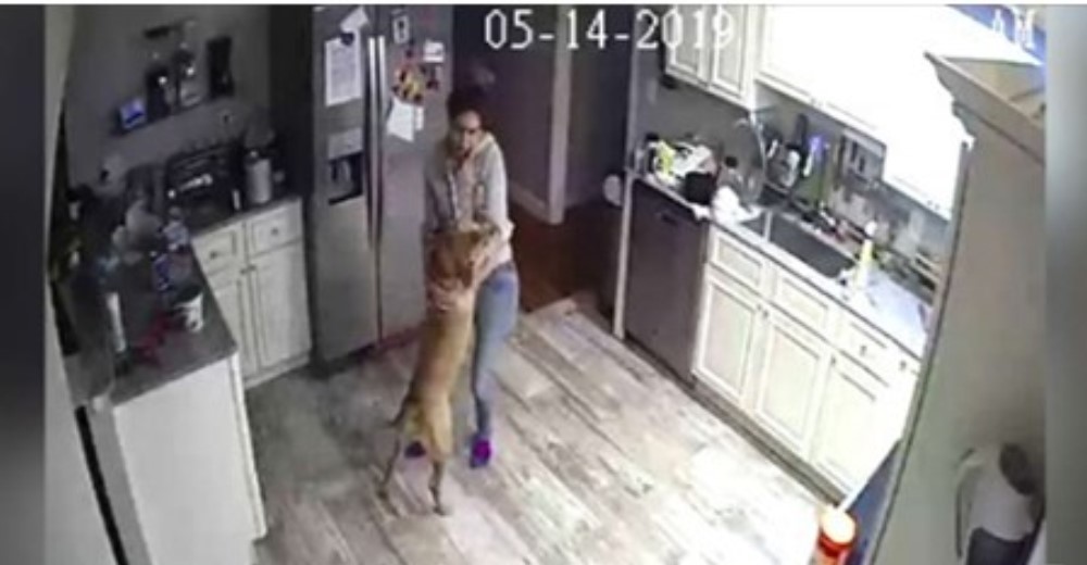 Se va de viaje y descubre en las cámaras de seguridad cómo su novia trataba a su perro Se va de viaje y descubre en las cámaras de seguridad cómo su novia trataba a su perro