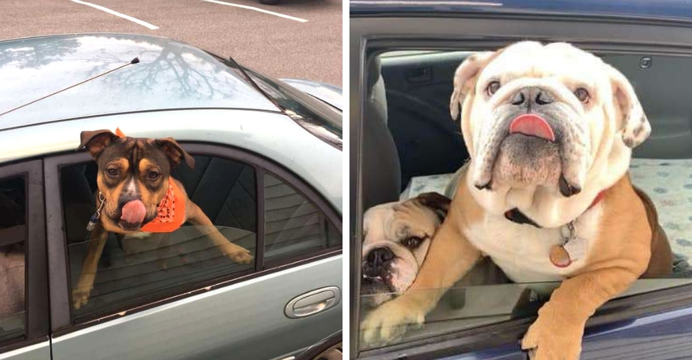 Mujer que trabaja en una cafetería de autoservicio toma fotos de cada adorable perro que llega Mujer que trabaja en una cafetería de autoservicio toma fotos de cada adorable perro que llega