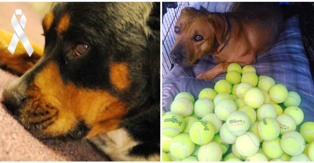 Encontró una hermosa manera de honrar la memoria de su «Todo» y celebrar la vida de otros perros
