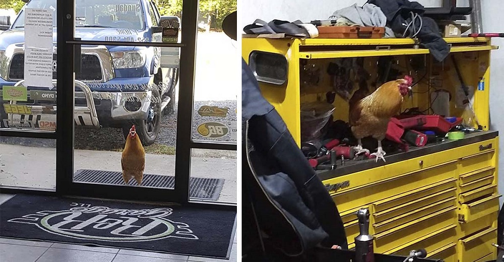 Un gallo sin hogar entra a un taller mecánico y se convierte en el mejor empleado