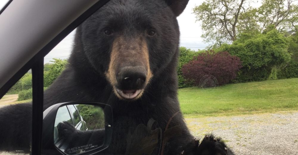 Una mujer es sorprendida por un curioso oso que quería tomar el control de su auto