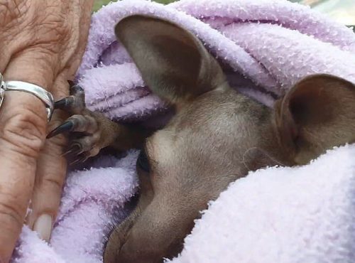 Motorista solidario: salva a un canguro bebé que cae de la bolsa de su mamá