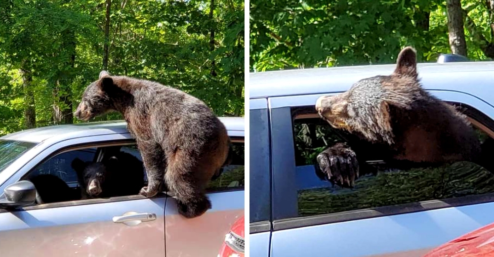 Sale a caminar en el bosque y halla a una familia entera de osos que se apoderó de su vehículo Sale a caminar en el bosque y halla a una familia entera de osos que se apoderó de su vehículo