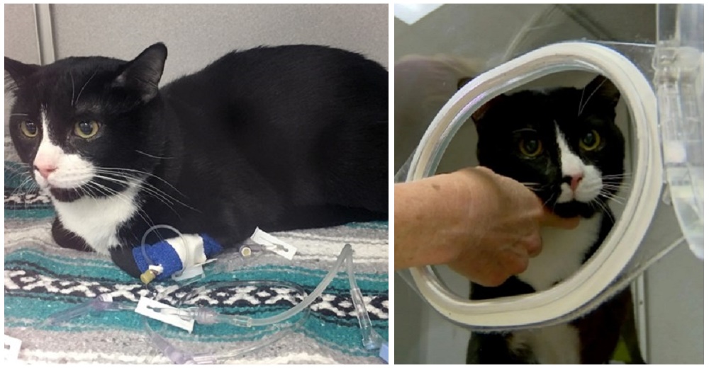 Felix, el gatito milagro que sobrevivió a todo un ciclo de lavado de 45 minutos de duración Felix, el gatito milagro que sobrevivió a todo un ciclo de lavado de 45 minutos de duración