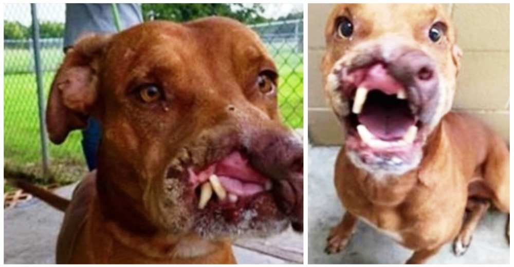 Sus dueños sin corazón lo abandonaron por «feo», pero alguien le devolvió la sonrisa