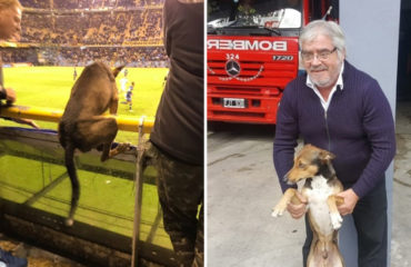 Firulais perro futbolista