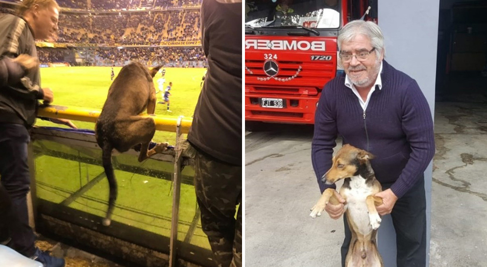 Firulais perro futbolista