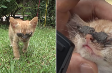 Gatito ciego ve a su madre