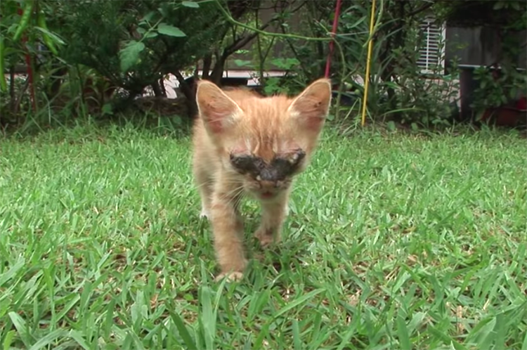 Gatito ciego ve a su madre