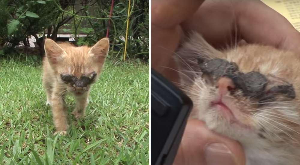 Un gatito que nació con una terrible infección en los ojos logra ver por primera vez a su mamá Un gatito que nació con una terrible infección en los ojos logra ver por primera vez a su mamá