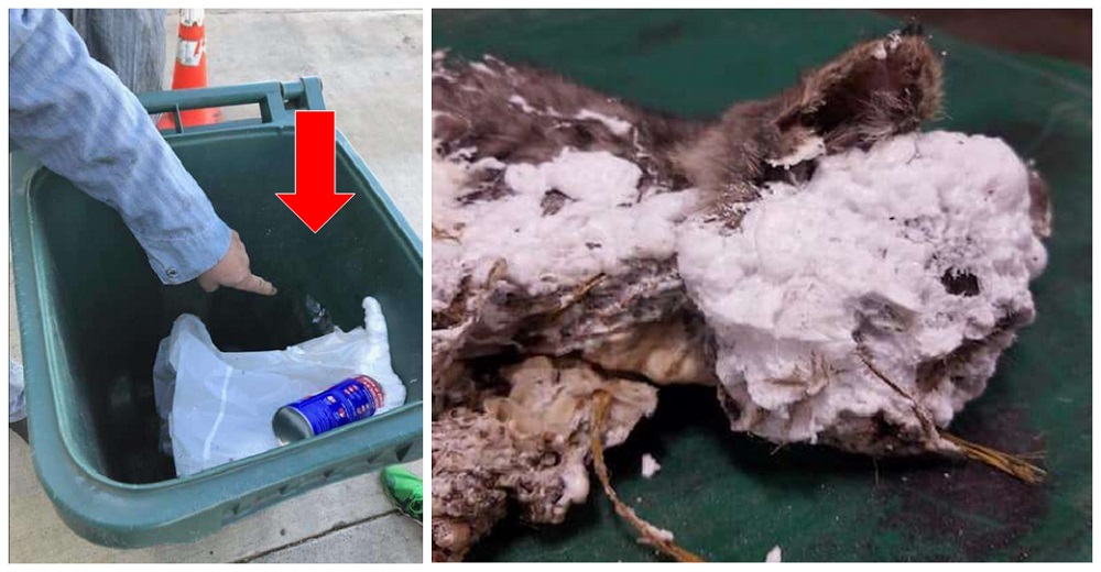 El desolador rescate de un gatito cubierto de espuma abandonado en la basura