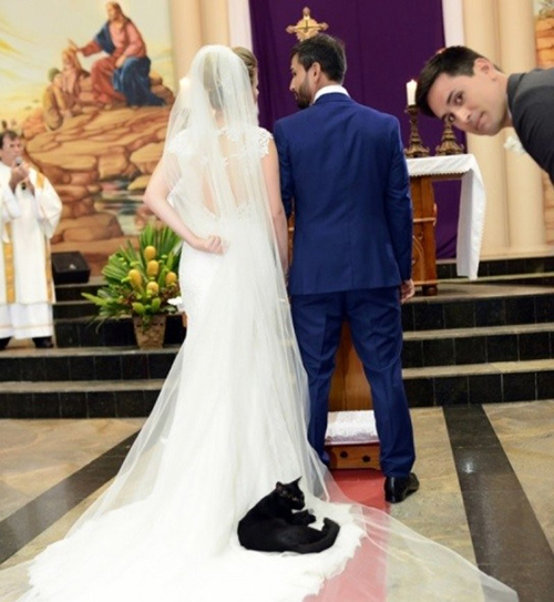 Gato negro se cuela en boda