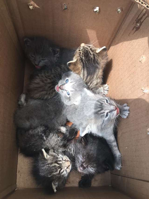 Gatos abandonados en cajas