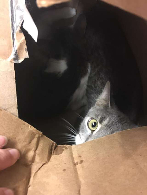 Gatos abandonados en cajas