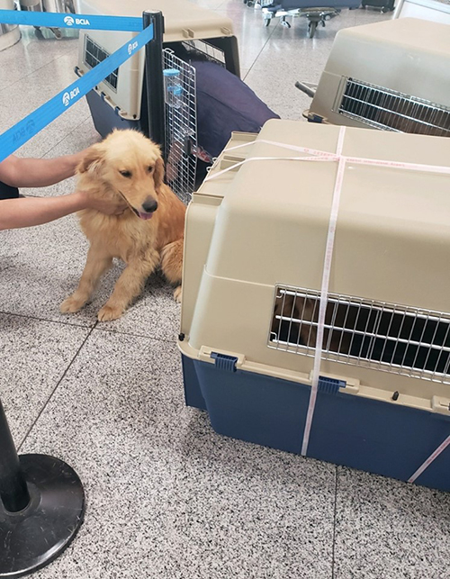 Golden retrievers rescatados en China