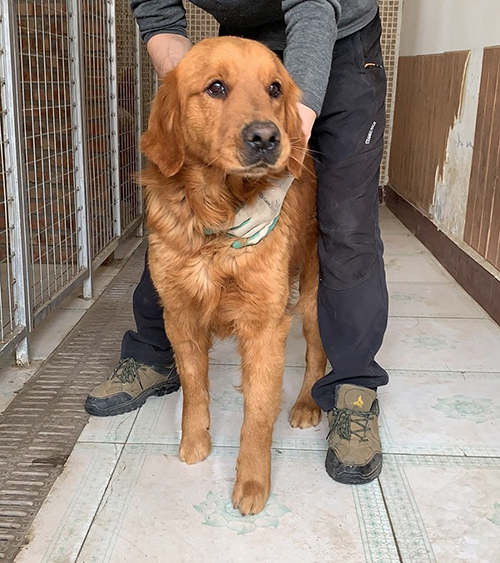 Golden retrievers rescatados en China