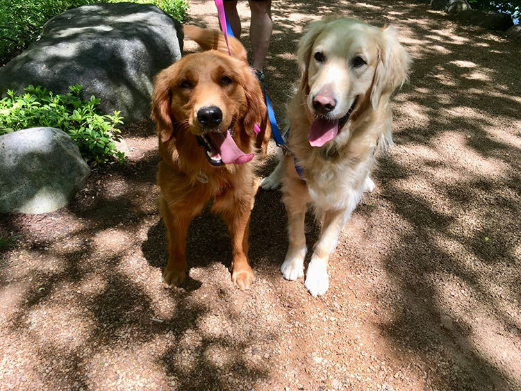 Golden retrievers rescatados en China