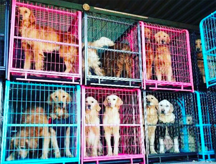 Golden retrievers rescatados en China