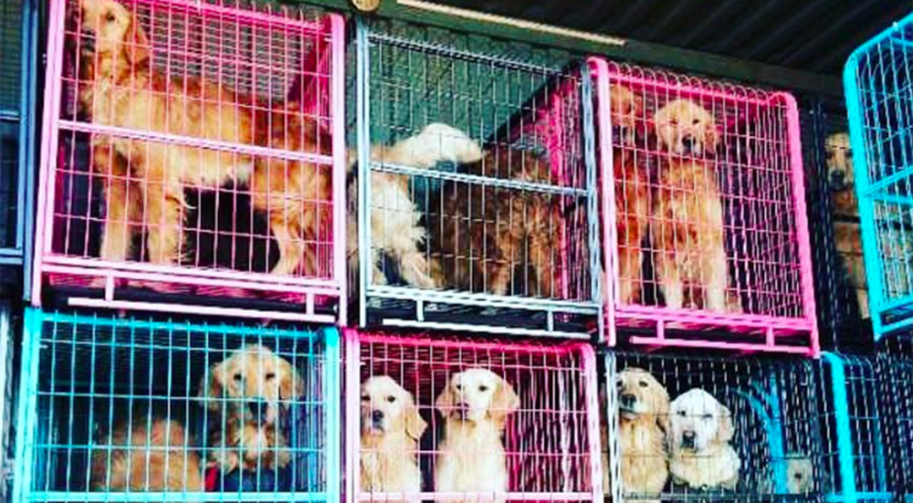Golden retrievers rescatados en China