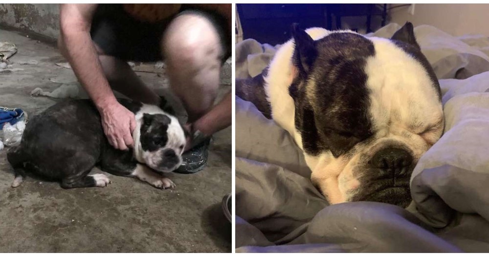 Perrita que fue encerrada en un sótano durante semanas no puede creer que alguien la liberara