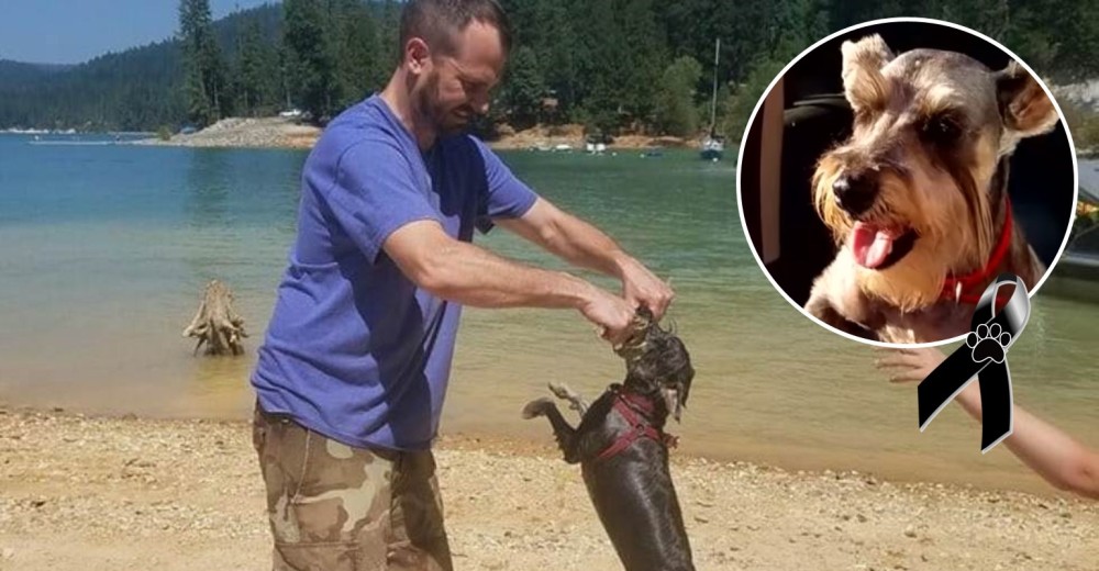 Un perro pierde la vida después de jugar con su familia en el lago, ellos no conocían el peligro