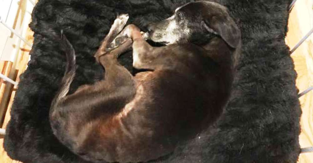 Derrotado perro anciano comenzó a menear la cola tan pronto como escuchó una voz amable Derrotado perro anciano comenzó a menear la cola tan pronto como escuchó una voz amable
