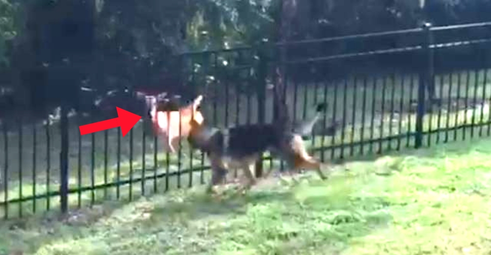 La insólita amistad entre un perro y un venado pese a una gran reja La insólita amistad entre un perro y un venado pese a una gran reja