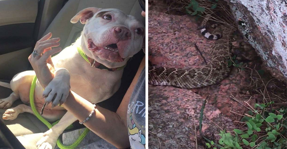 Una valiente perrita salva a su mamá adoptiva de una peligrosa serpiente de cascabel Una valiente perrita salva a su mamá adoptiva de una peligrosa serpiente de cascabel