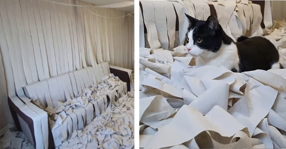 El gatito de una joven pareja se vuelve loco en un cuarto lleno de papel higiénico El gatito de una joven pareja se vuelve loco en un cuarto lleno de papel higiénico