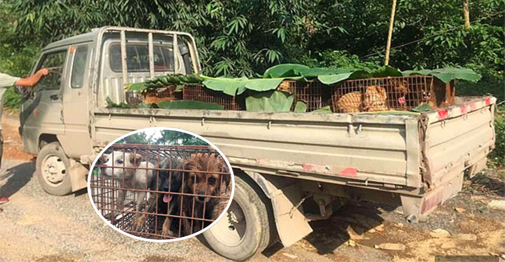 Más de sesenta perros son salvados de ser cenados antes de que empiece el más polémico festival