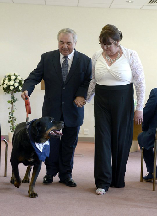 Jack perro padrino de bodas