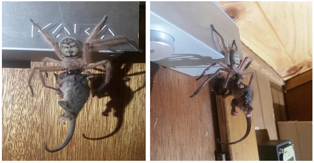 Pareja mira con horror cómo una araña cazadora se come a su víctima y deciden registrarlo