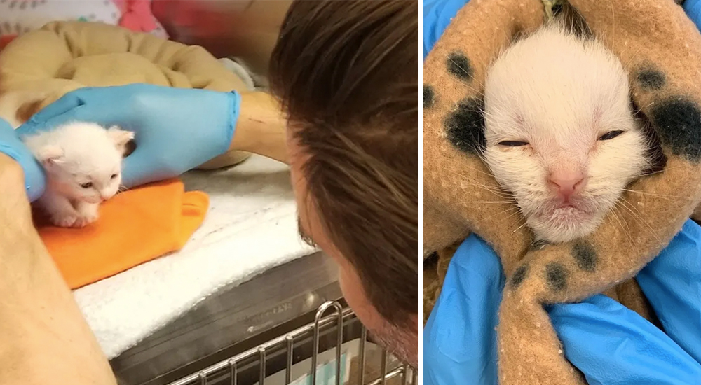 Un hombre rescata a un gatito a punto de perder la vida y se da cuenta que tiene a un hermano