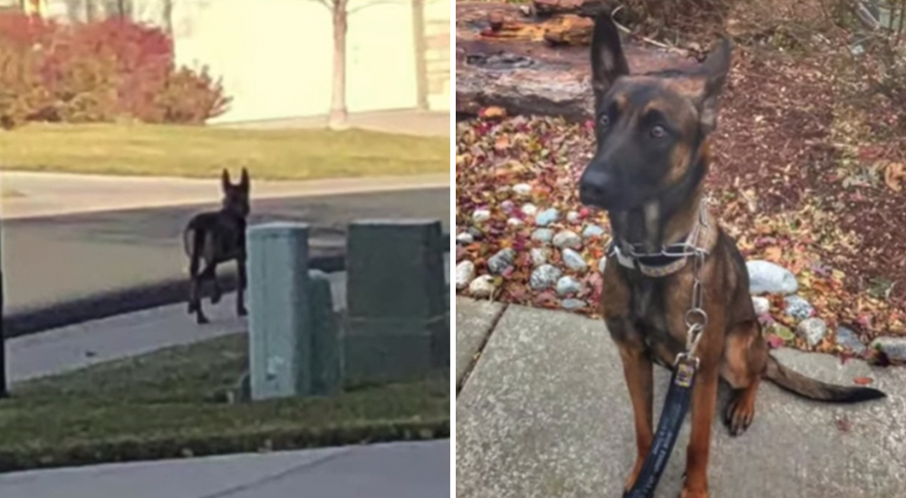 La abandonaron cruelmente y una segunda oportunidad la convirtió en una mascota excepcional La abandonaron cruelmente y una segunda oportunidad la convirtió en una mascota excepcional