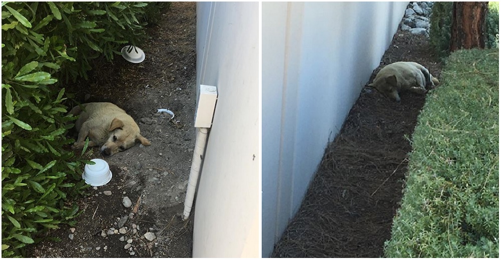 Su familia lo olvidó en su vieja casa y él se resistía a irse, pero su vida cambió para siempre Su familia lo olvidó en su vieja casa y él se resistía a irse, pero su vida cambió para siempre