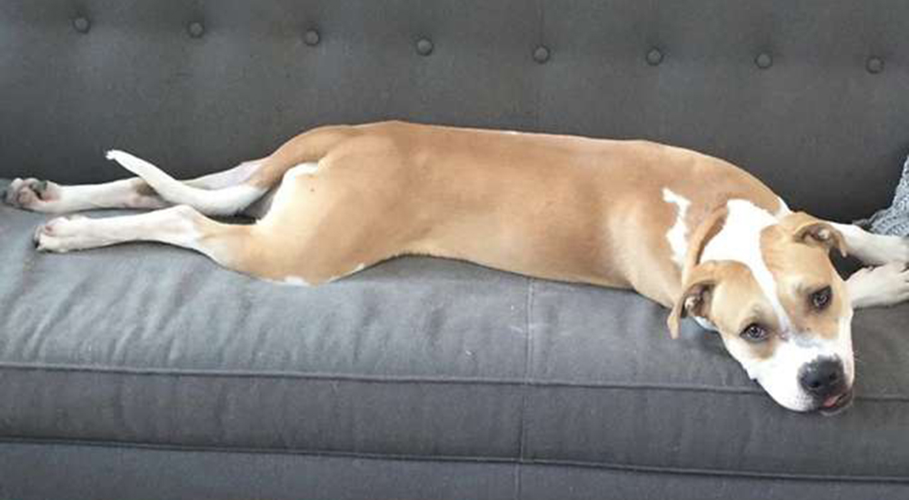 Parecía una perrita como cualquier otra pero en realidad requería los más especiales cuidados