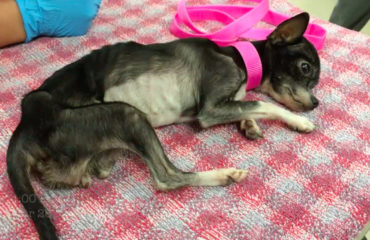 Mia chihuahua casi muere de negligencia