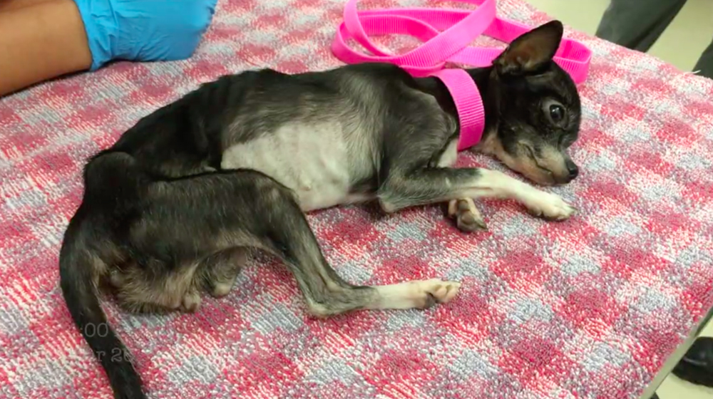 Mia, la valiente chihuahua que sobrevivió a uno de los más crueles casos de negligencia Mia, la valiente chihuahua que sobrevivió a uno de los más crueles casos de negligencia