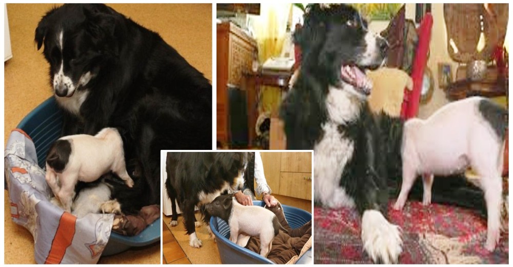 Molly, la perrita que produjo leche para amamantar a una débil cerdita bebé que la necesitaba Molly, la perrita que produjo leche para amamantar a una débil cerdita bebé que la necesitaba