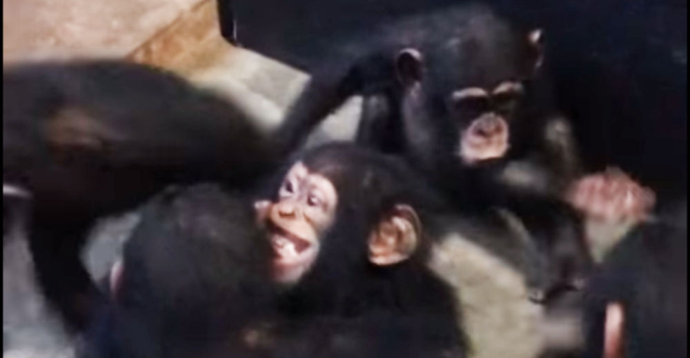 Un chimpancé bebé queda huérfano por culpa de cazadores pero encuentra la más hermosa familia Un chimpancé bebé queda huérfano por culpa de cazadores pero encuentra la más hermosa familia