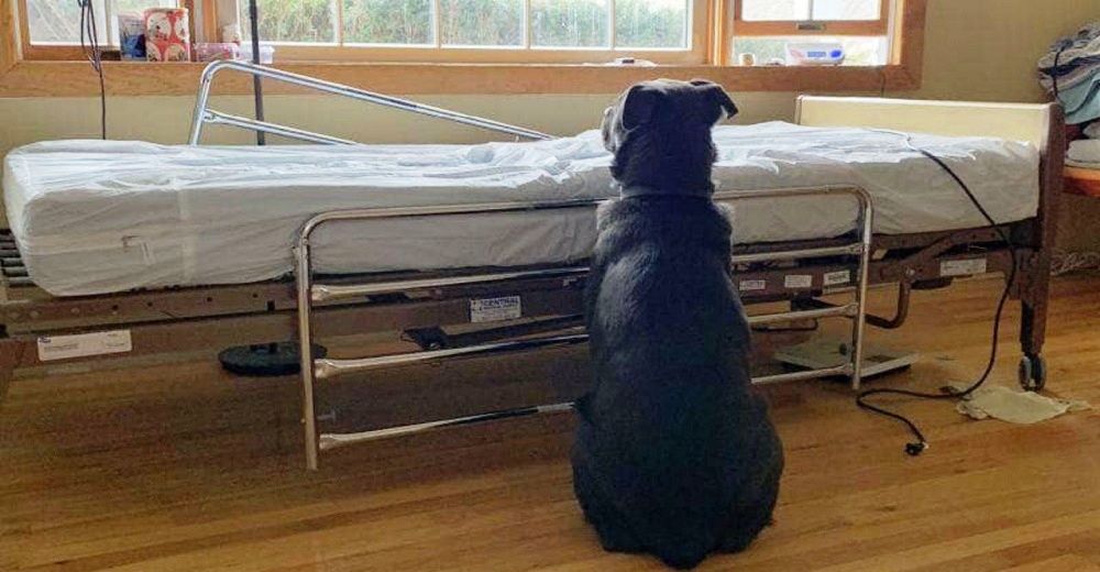 La desgarradora imagen del perrito que espera a su dueño fallecido La desgarradora imagen del perrito que espera a su dueño fallecido