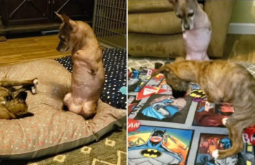 Nessie y Frankie perritas con 2 patas