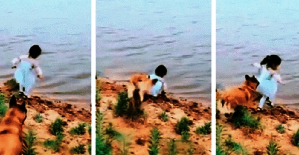 Una niña estaba a punto de caer a un río y su perro fue el único que se dio cuenta del peligro Una niña estaba a punto de caer a un río y su perro fue el único que se dio cuenta del peligro