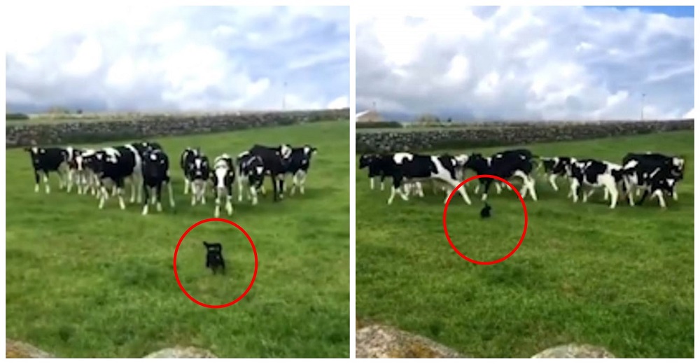 Mujer grita enloquecida cuando su perro se mete en el campo para perseguir a un grupo de vacas